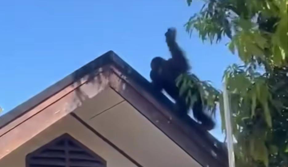 DI PERMUKIMAN: Seekor orang utan berada di kompleks perumahan karyawan PT Badak LNG. (IST)