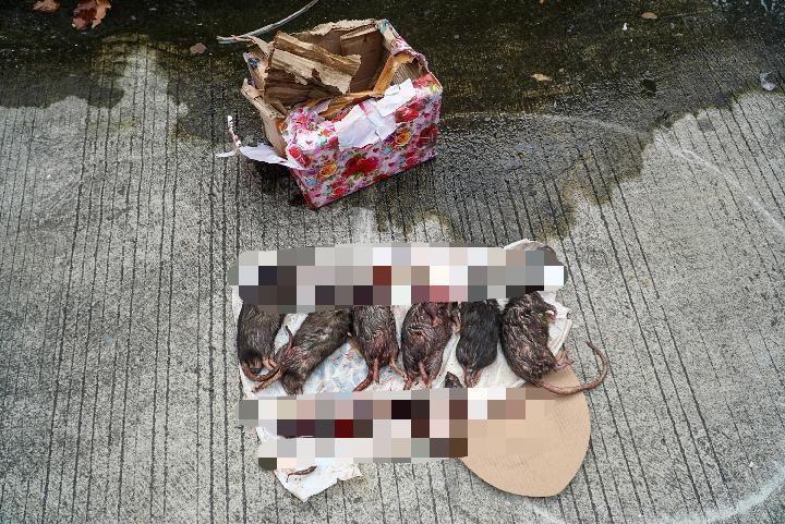 Enam bangkai tikus yang dikirim ke Kantor Tempo. (Foto: Tempo.com)