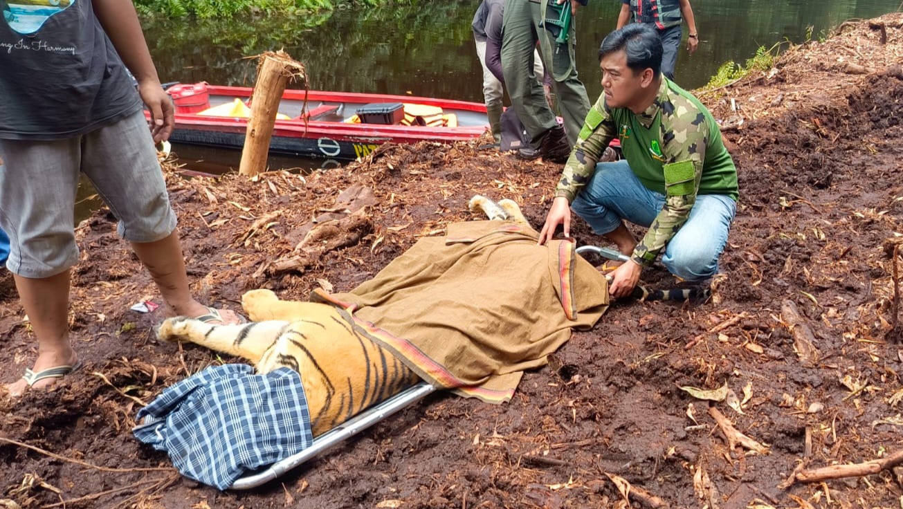 Evakuasi harimau yang menerkam warga. (Istimewa)