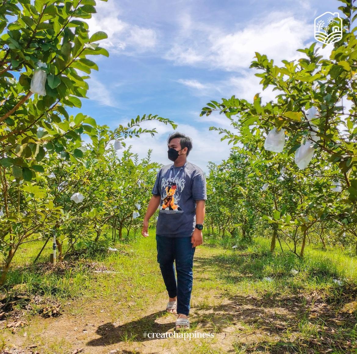 Memanfaatkan libur dengan konsep agrowisata di kebun jambu kristal pertama di Samarinda. Selain memetik jambu kristal Anda juga dapat bersantai, piknik atau gathering bersama keluarga.