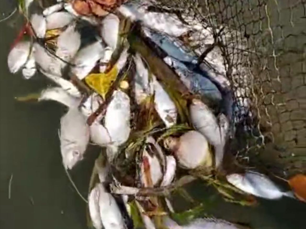 TERDAMPAK: Pencemaran lingkungan yang diduga dari pabrik CPO di Bontang Lestari membuat ikan-ikan mati.
