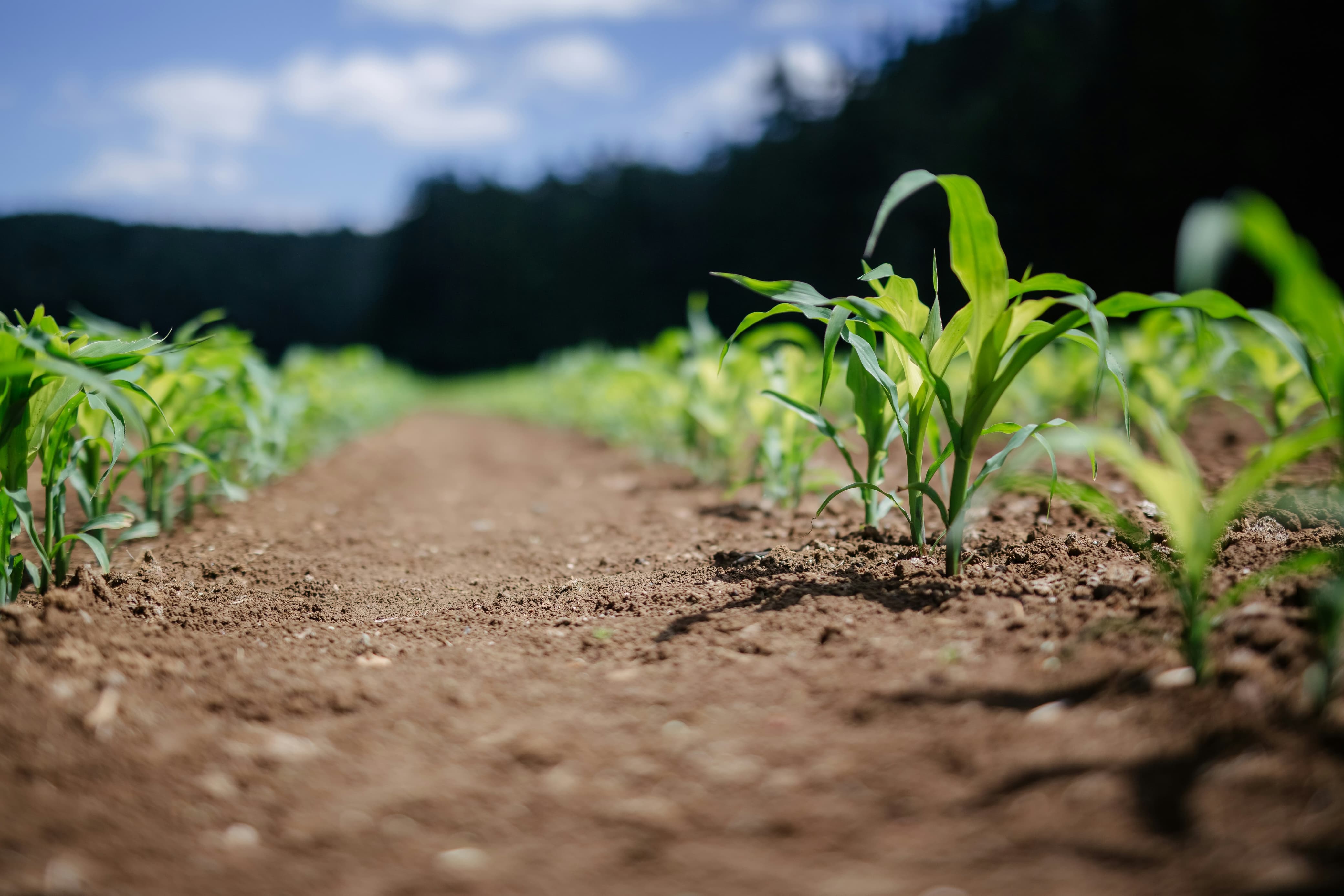 POTENSI: Diperkirakan pada 2025, Kaltim mengalami peningkatan potensi luas panen jagung dan produksi jagung.