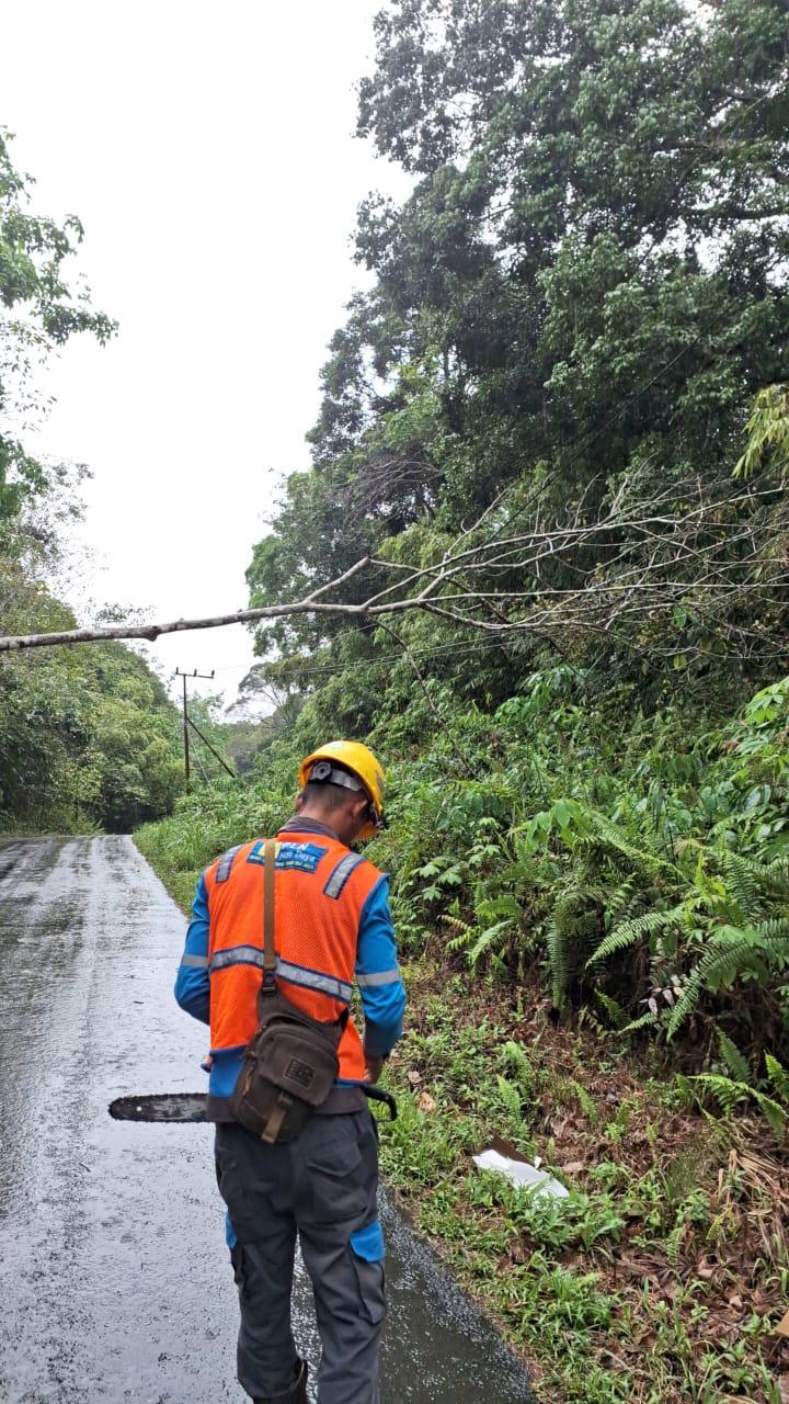 PENANGANAN: Petugas ULP PLN Melak berupaya memotong pohon yang menggangu jaringan listrik.
