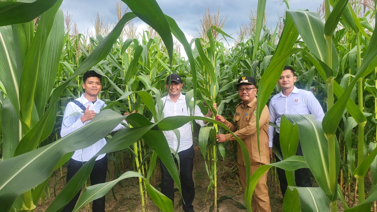 JAGUNG: Tanaman jagung milik Polres PPU yang menunjukkan pertumbuhan yang subur dalam mendukung Asta Cita Presiden RI, Prabowo Subianto, dalam hal ketahanan pangan.