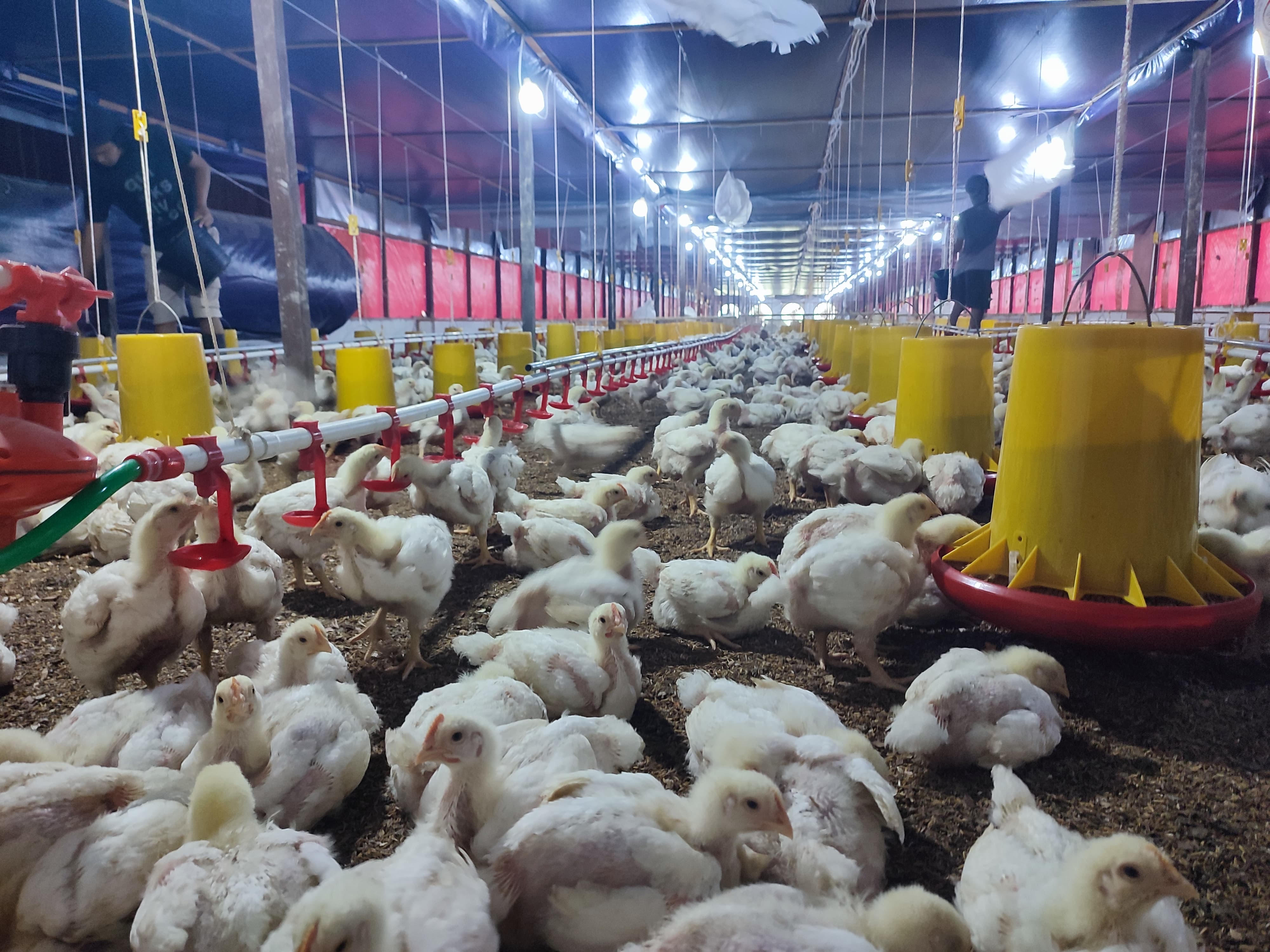 POTENSI: Kandang ayam closed house di Desa Klempang Sari, Kecamatan Kuaro, ini telah beroperasi mulai April 2025 ini.