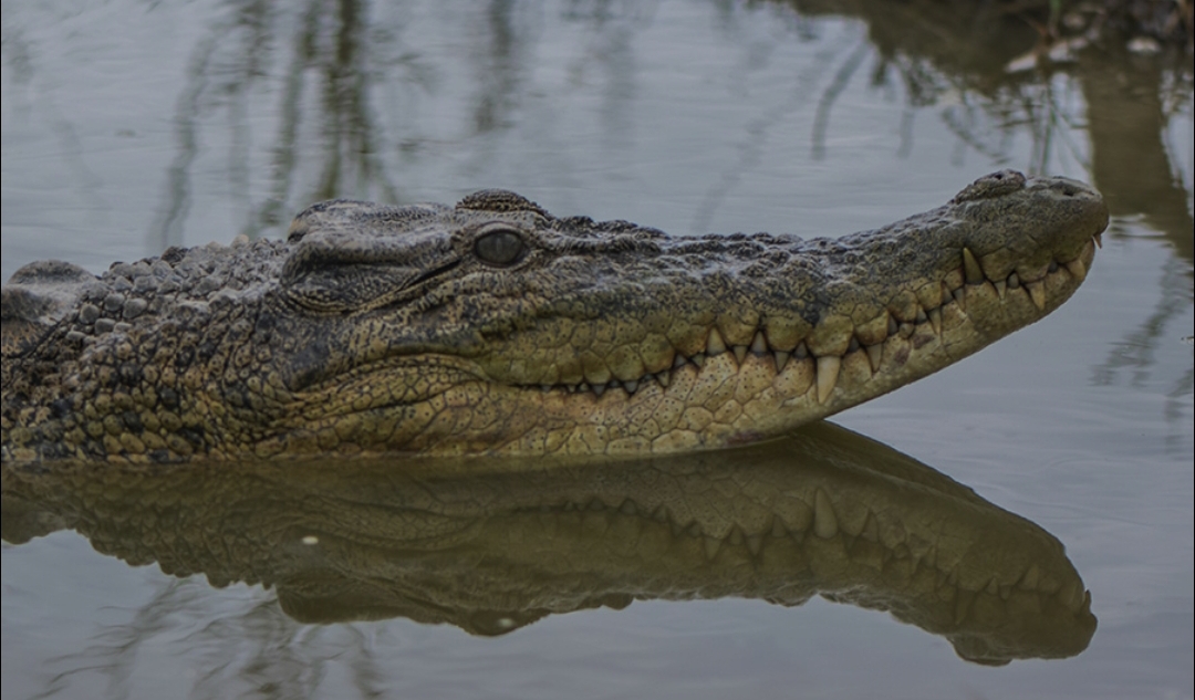 Buaya di Muara Badak kembali memakan korban.