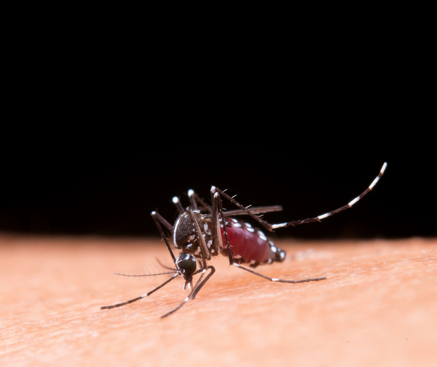 Ilustrasi nyamuk malaria.
