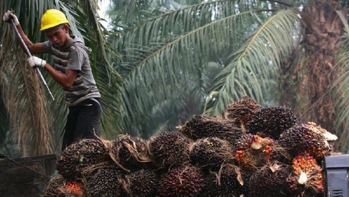 POSITIF: Harga TBS terus tunjukkan kenaikan hingga periode 16-30 April.