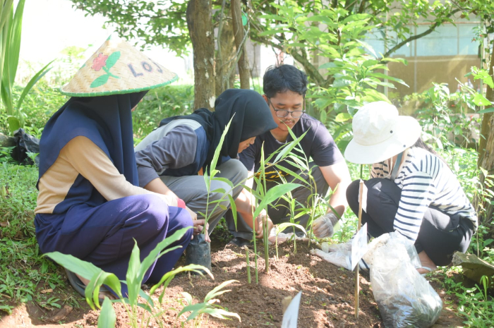 Ilustrasi menanam tanaman obat di pekarangan rumah.