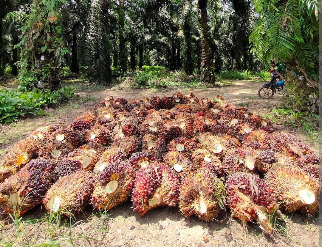 JAGA: Harga TBS dijaga tetap stabil. Memastikan permintaan yang berkelanjutan.