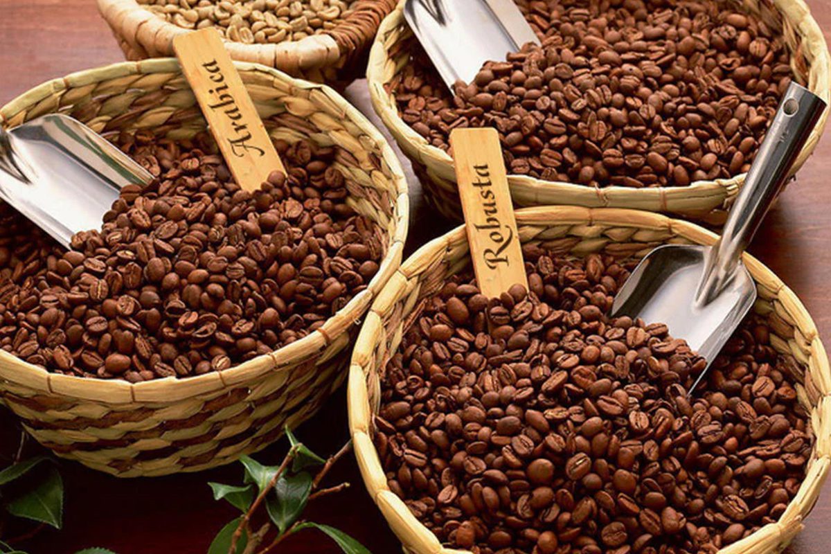Ilustrasi kopi arabika dan robusta.