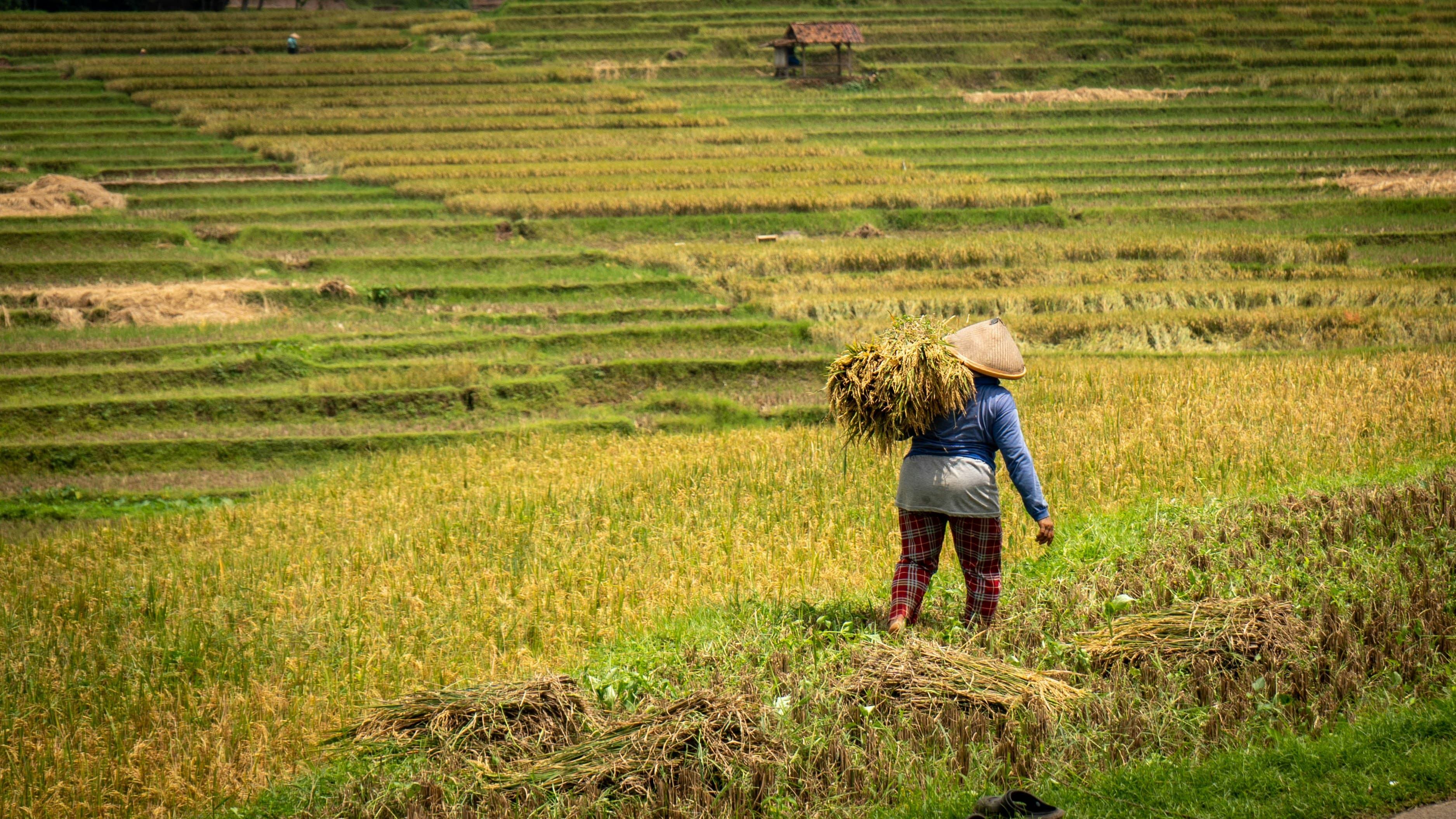 TANTANGAN: NTP petani pada April catatkan penurunan. Imbas menyusutnya indeks harga hasil produksi pertanian hingga 1,53 persen.