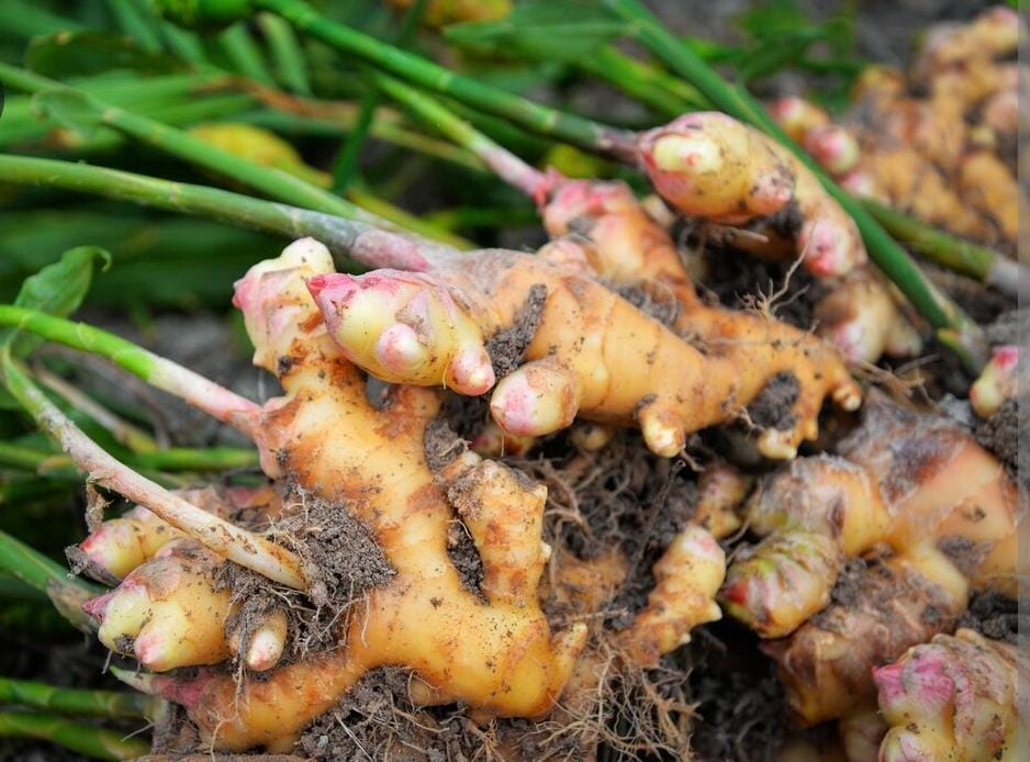 KOMPAK: Seluruh komoditas hortikultura mengalami penurunan harga jual. Terdalam dialami tanaman obat-obatan disusul sayur-sayuran dan buah-buahan.