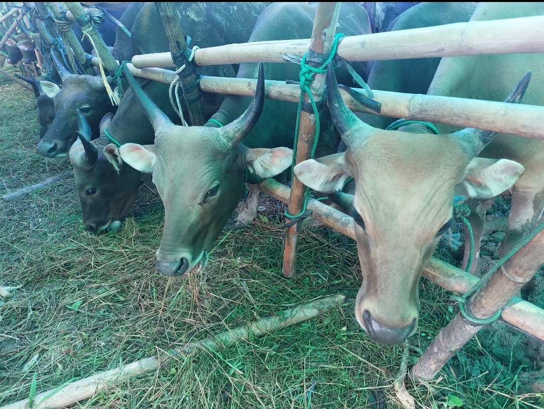 SURPLUS: Hewan kurban di Kaltim catatkan surplus. Sapi 7.944 ekor, kambing 4.684 ekor, dan domba 571 ekor.