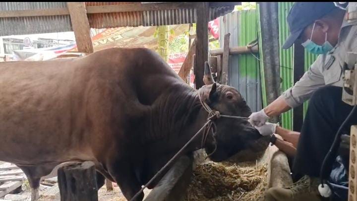 Sapi bertubuh besar dan berwarna cokelat kemerahan itu merupakan milik Pak Misno, peternak lokal yang dikenal telah puluhan tahun bergelut dalam dunia peternakan. (FOTO/EKO PRALISTIO)