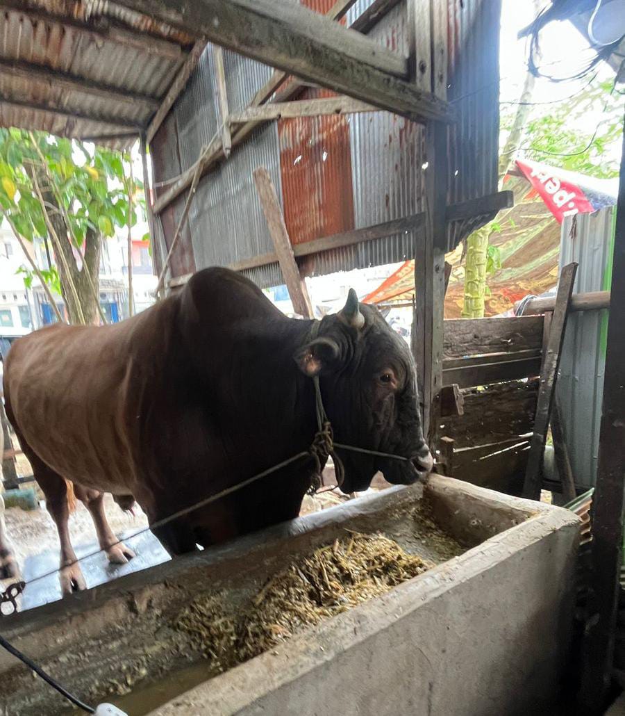 Sapi berbadan kekar dengan kulit cokelat mengilap itu memiliki bobot luar biasa, mencapai 844 kilogram. Tak heran, hewan tersebut ditebus dengan harga fantastis.