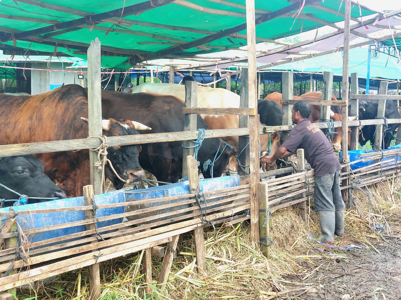 Sapi dengan bobot mulai 250 kilogram atau mulai Rp 20 juta yang banyak dicari untuk berkurban.