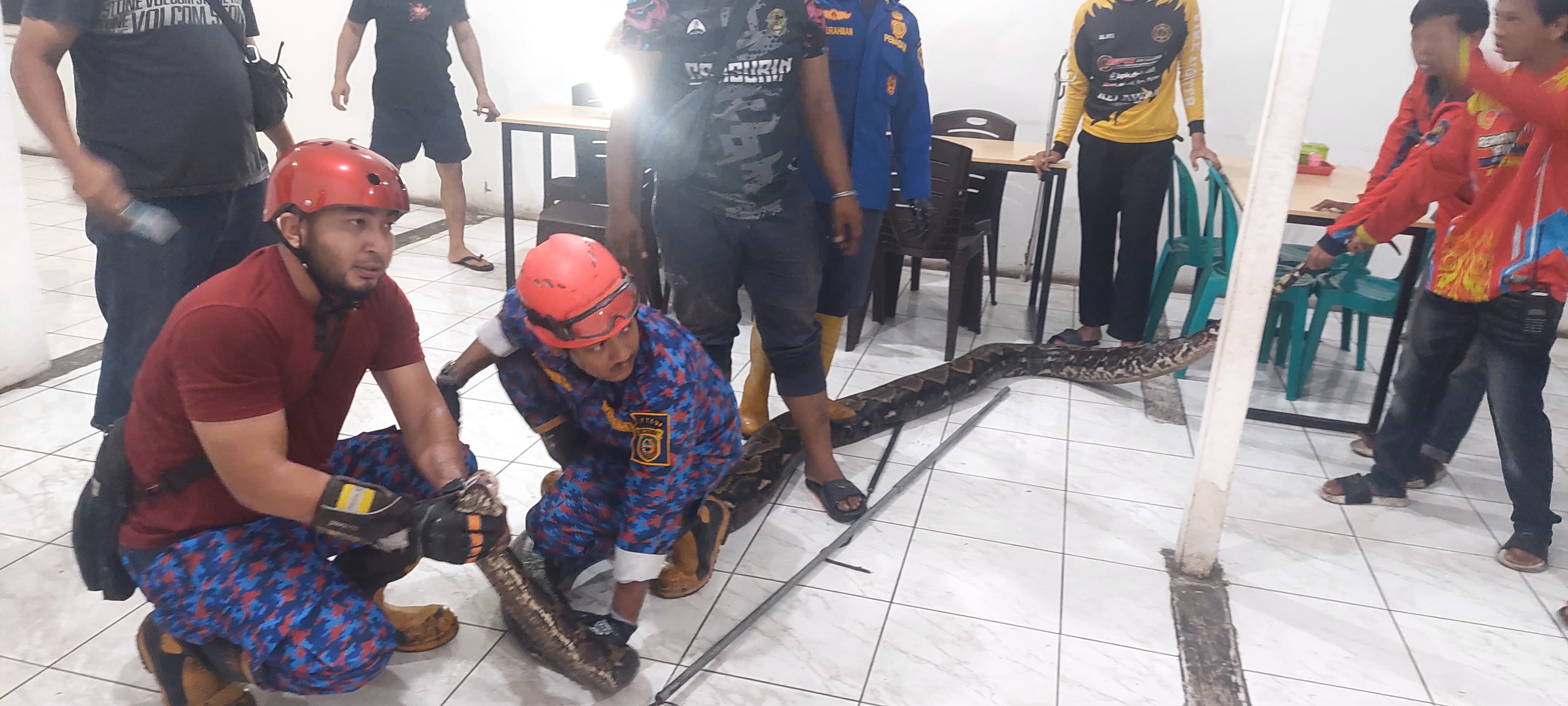 ULAR: Hewan melata sebesar itu melilit santai di pagar warung. Tanpa diundang, dia datang. Untungnya, panggilan darurat cepat direspons.