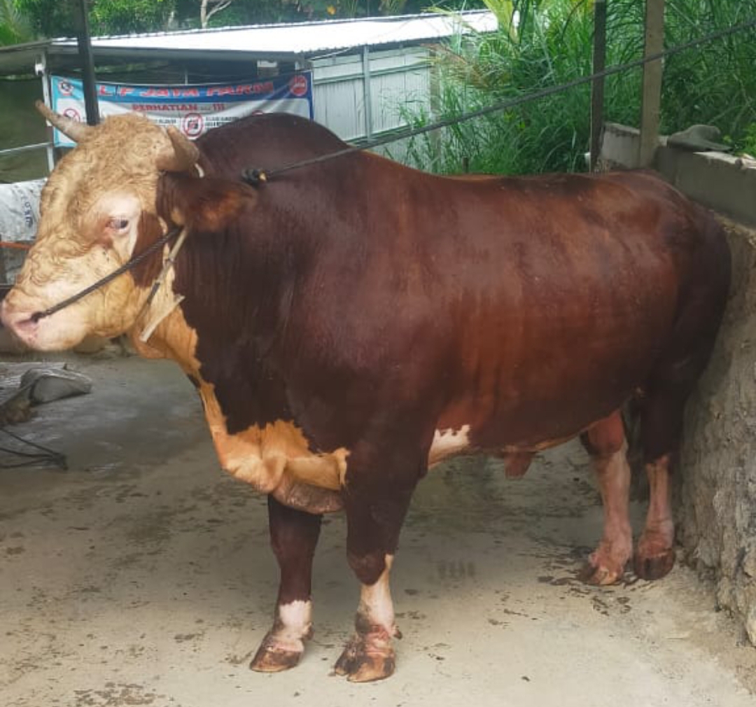 GEMUK: Sapi jenis Simental dari peternak Desa Pait, Kecamatan Long Ikis Kabupaten Paser ini dibeli Presiden Prabowo Subianto untuk masyarakat Paser di momen Idul Adha.