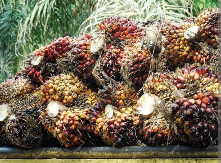 Harga TBS kelapa sawit anjlok hingga Rp 3.240,10 per kilogram pada periode 16-31 Mei 2025.