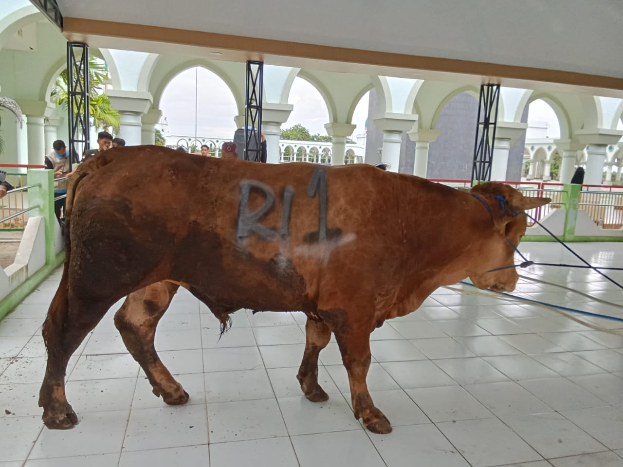 DARI PRESIDEN: Sapi kurban pemberian Presiden Prabowo untuk Kutai Timur disemebelih di Masjid Agung Al-Faruq, bakal dibagikan ke masyarakat.