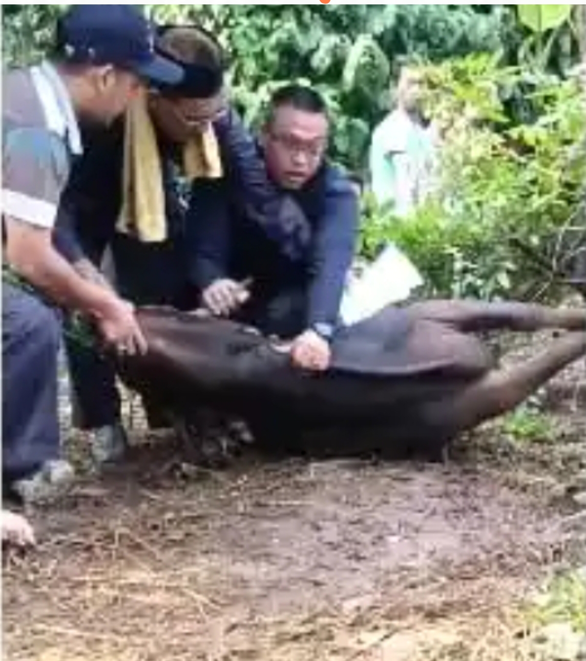 Ustaz Idham Holid saat saat hendak menyembelih sapi kurban di Kampung Citayem, Desa Ragajaya, Kecamatan Bojong Gede, Kabupaten Bogor pada Jumat (6/6/2025). (Foto: tangkapan layar)