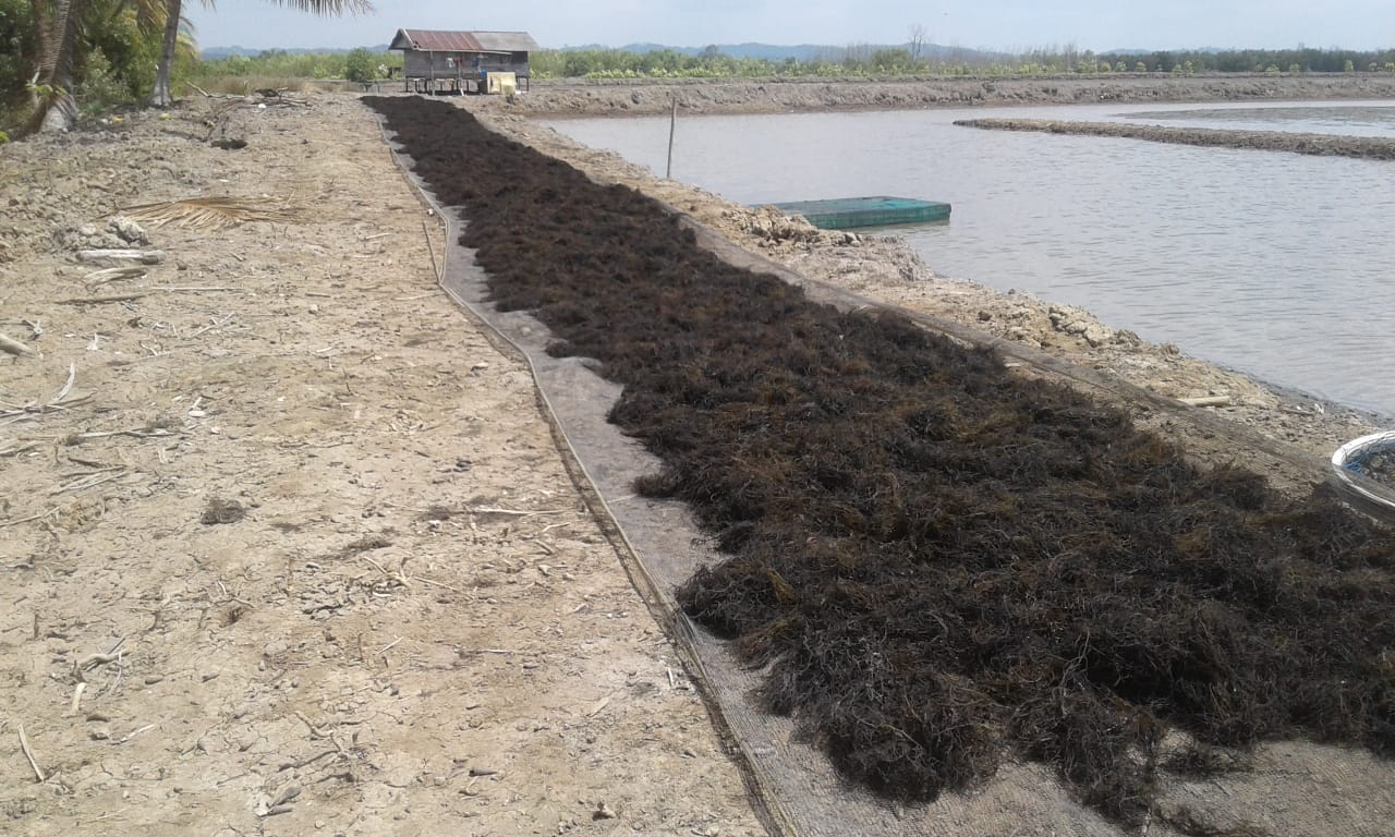 RUMPUT LAUT: Produksi rumput laut saat dijemur petani di kawasan tambak Babulu Laut, Kecamatan Babulu, PPU.