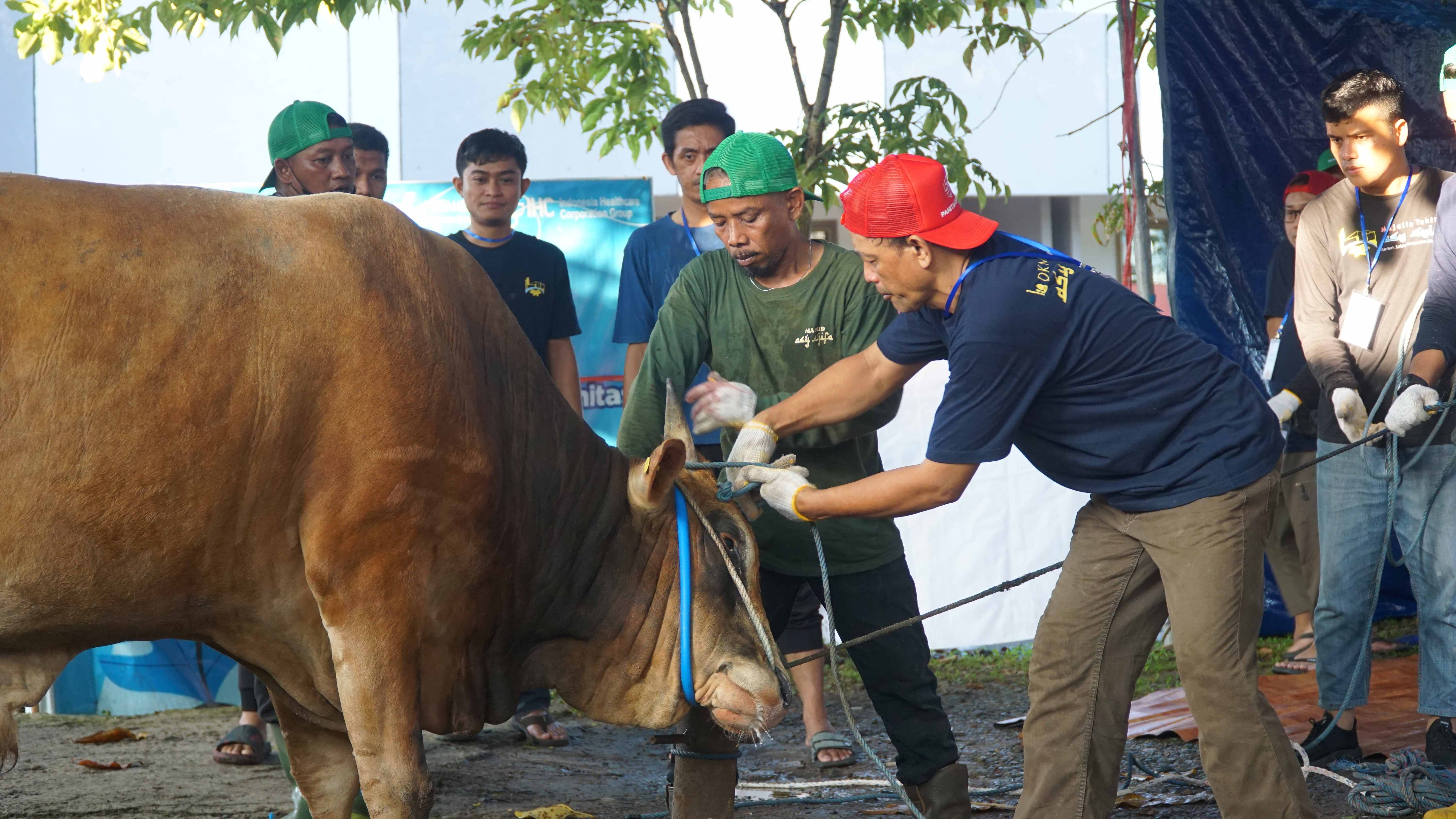 SIGAP: Panitia kurban DKM Masjid Asy Syifa RSPB saat akan menyembelih hewan kurban, Minggu (8/6).