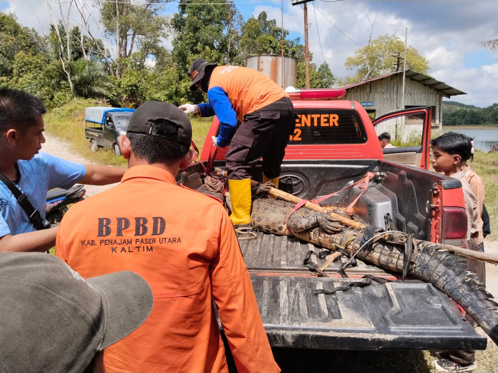 Buaya yang masuk dalam perangkap itu dievakuasi dan dikirim ke Pusat Penangkaran Buaya Teritip, Kota Balikpapan.