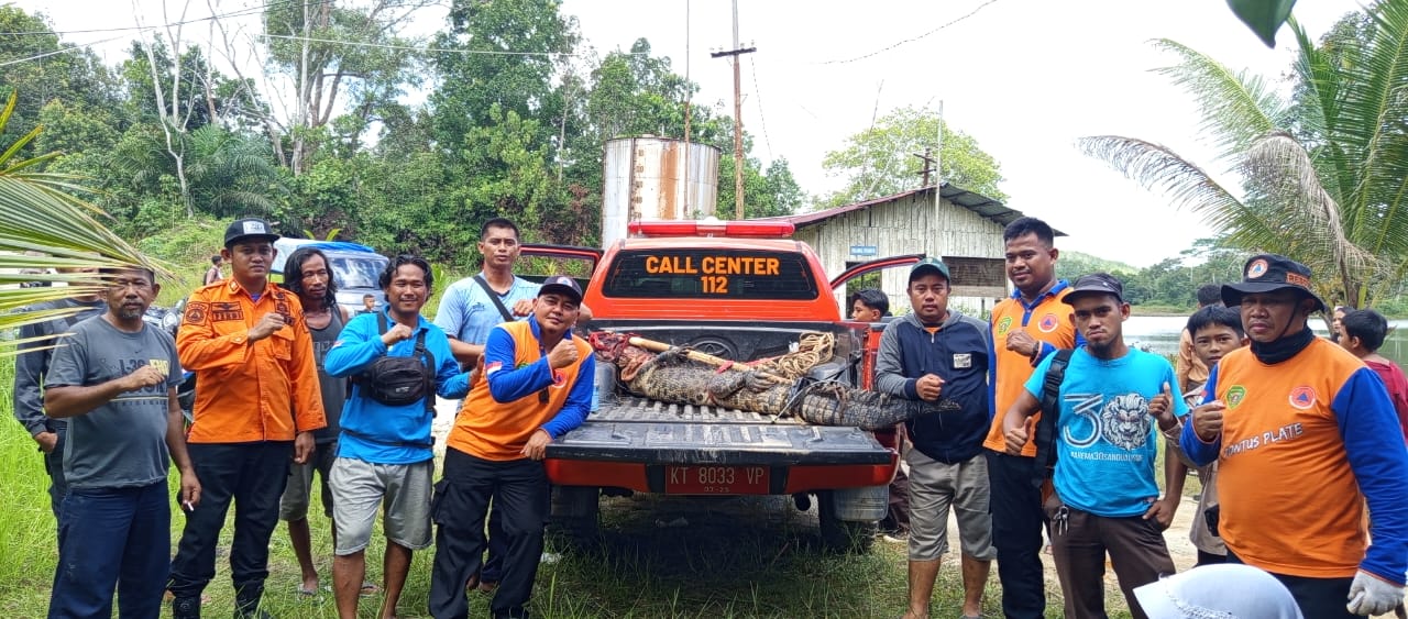 TERTANGKAP: Satu dari tiga ekor buaya berhasil masuk jebakan dan dikirim ke Pusat Penangkaran Buaya Teritip, Balikpapan.