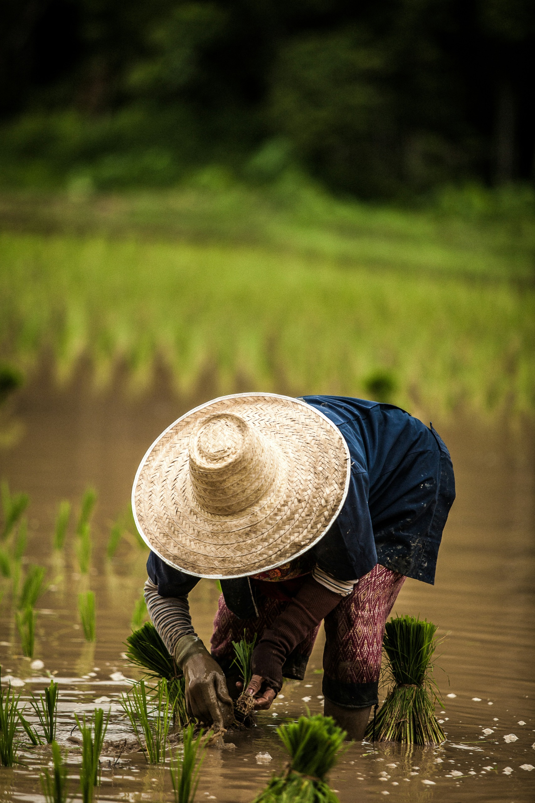 DAYA BELI: Petani alami kenaikan daya beli secara signifikan pada Mei 2025. Disebabkan lonjakan harga produk pertanian.