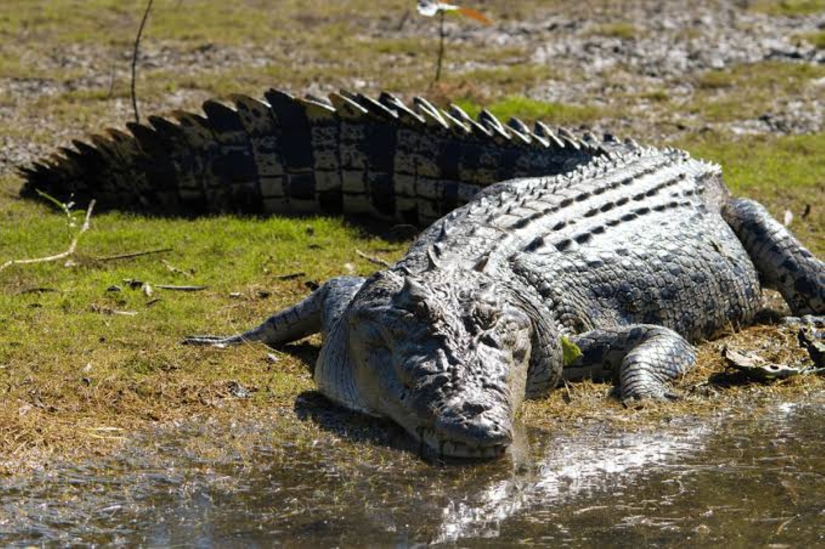 Foto Ilustrasi. Buaya menghuni di Kelurahan Gersik, Penajam Paser Utara, membuat warga resah.