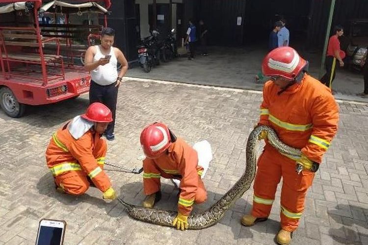 Ilustrasi petugas Damkar yang mengevakuasi ular piton sepanjang 4 meter yang gegerkan warga.