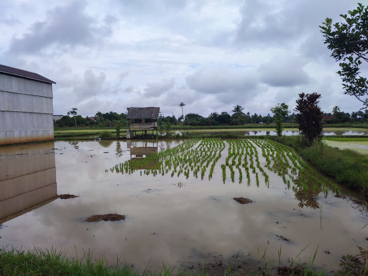 TARGETKAN BERKURANG: Jumlah desa rawan pangan di Kabupaten Paser kini sisa 8 dari sebelumnya sampai 30.