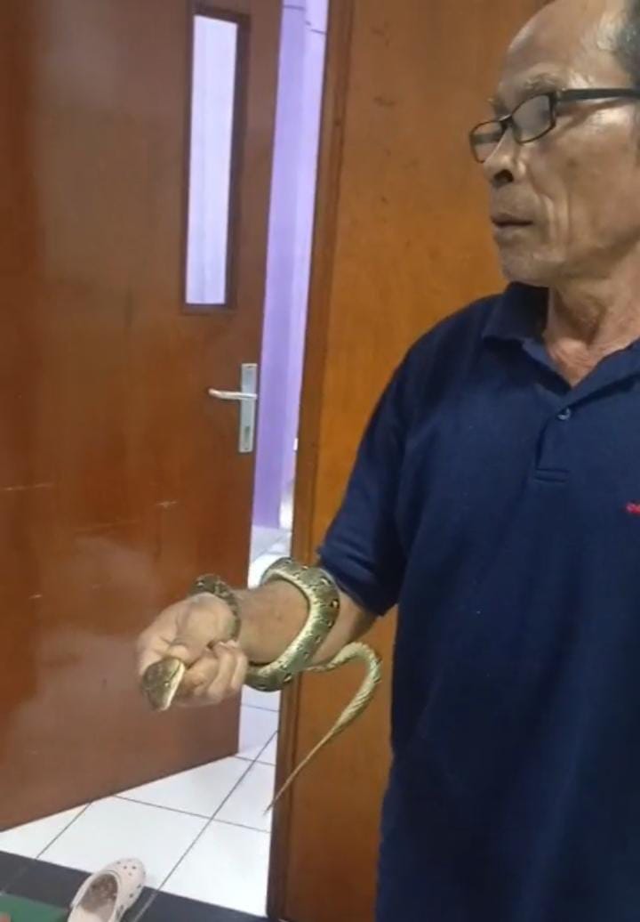 TERTANGKAP: Seekor ular sawah sepanjang sekitar 1 meter tiba-tiba muncul di kamar 5002, Rabu (16/7) malam sekitar pukul 18.30 Wita. Kejadian itu membuat pasien dan penjaga panik.