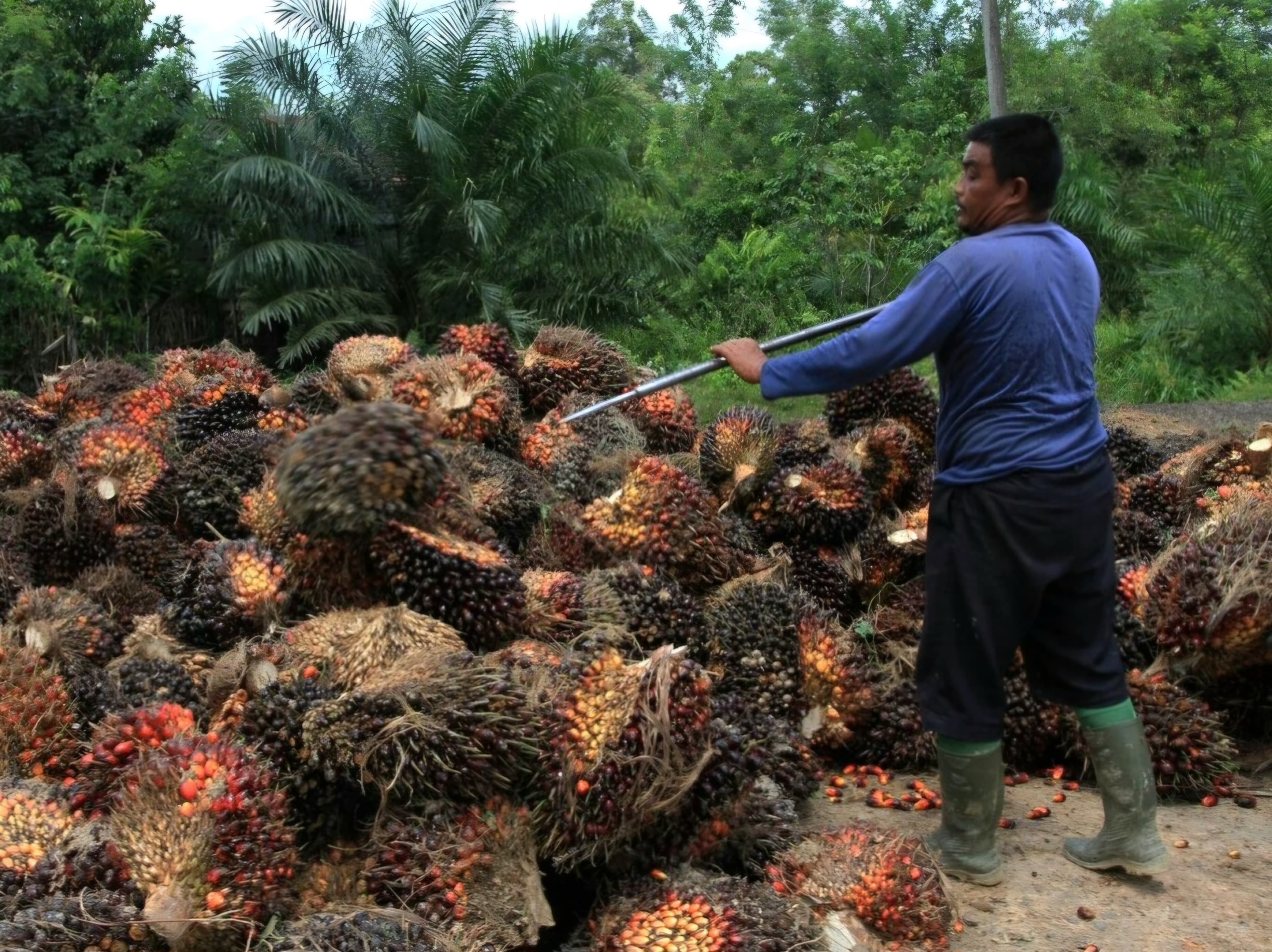 FAKTOR: Kenaikan TBS turut menyumbang faktor tingkat kemiskinan. Nilainya naik 19,81 persen.