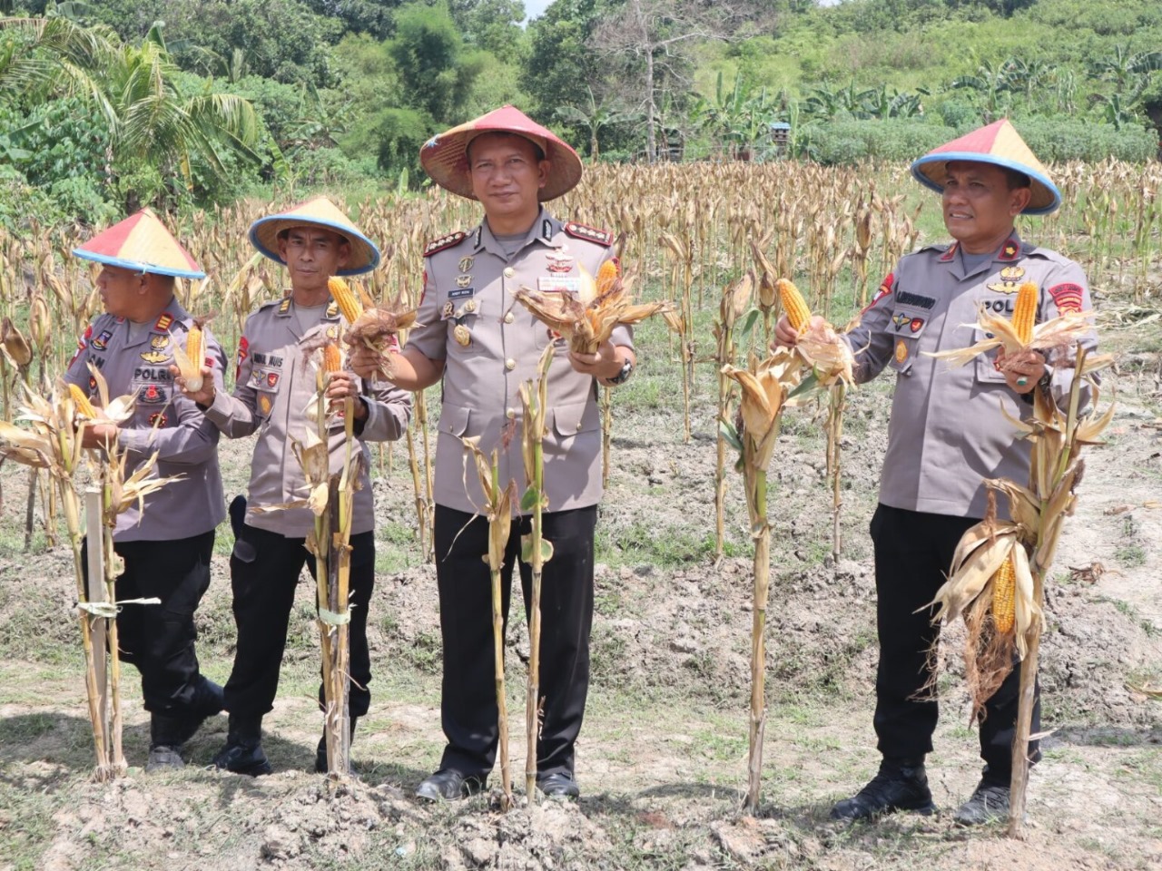 PANEN: Panen jagung ratusan kilogram dilakukan Satuan Brimob Polda Kaltim di Samarinda guna mendukung ketahanan pangan.