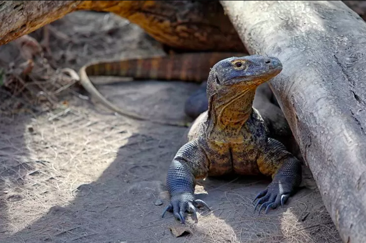 Komodo, satwa di habitat Taman Nasional Komodo.