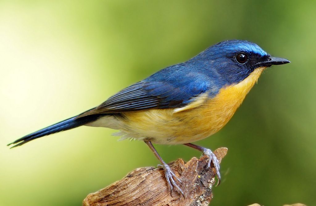 Bukan hanya lagu populer, bahkan suara burung, ombak, hingga gemericik air pun bisa bikin pelaku usaha wajib bayar royalti.