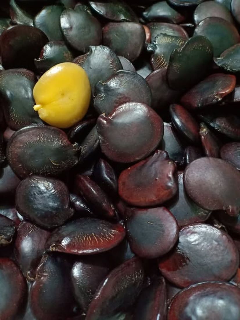 Buah pohon lepiu juga merupakan khas PPU yang sudah langka.