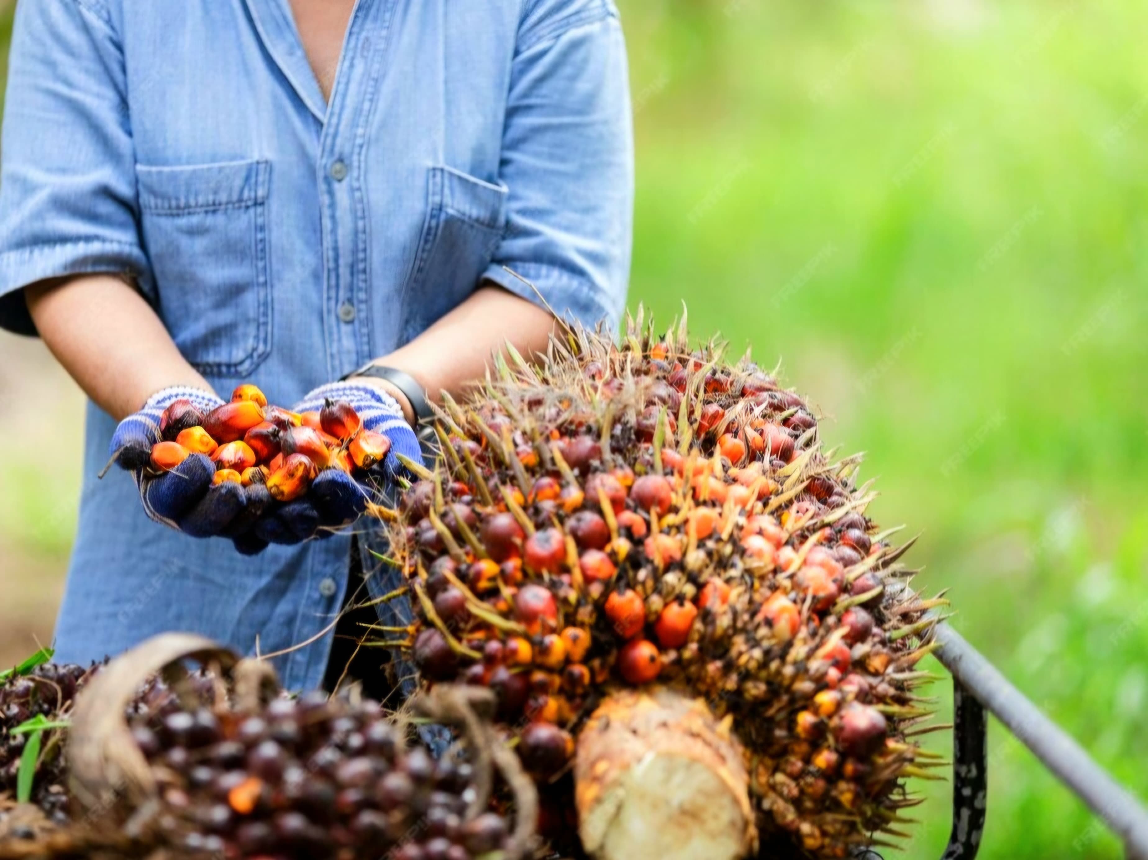 Harga TBS Kaltim catatkan kenaikan harga secara konsisten hingga periode 1-15 Agustus 2025.