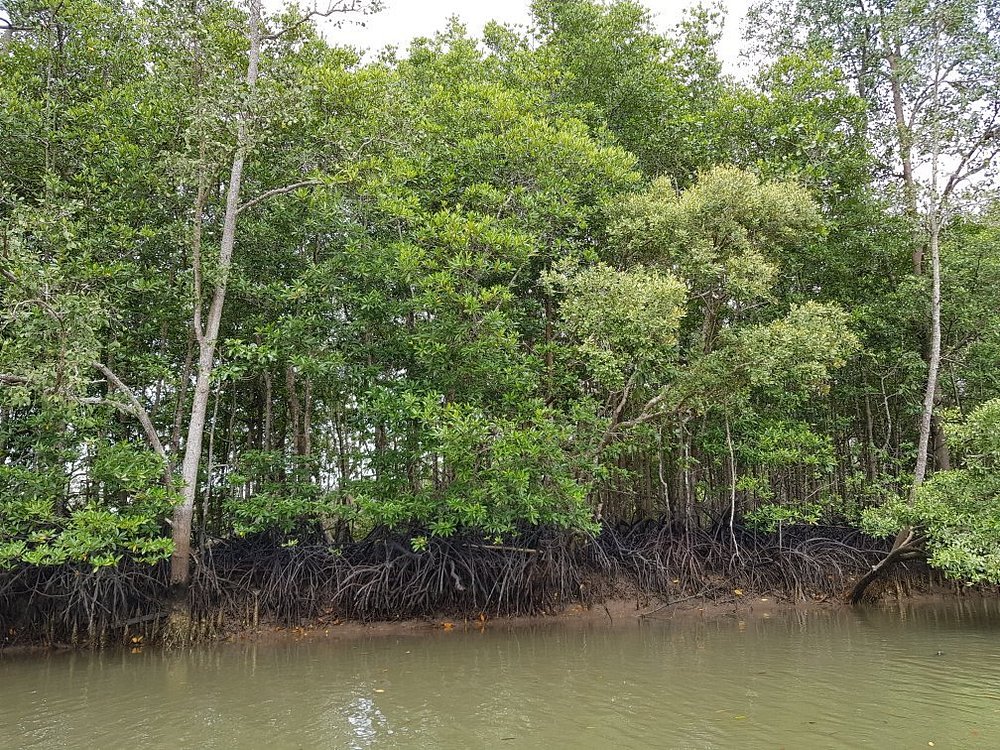 Tanaman bakau di hutan Mangrove Balikpapan.
