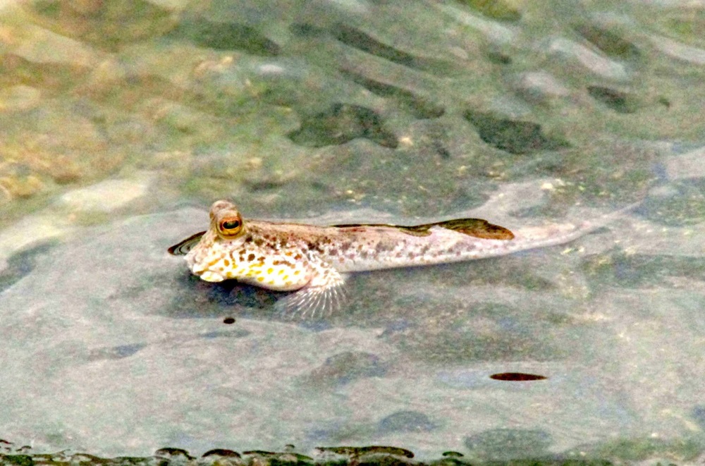 Ikan tempakul.