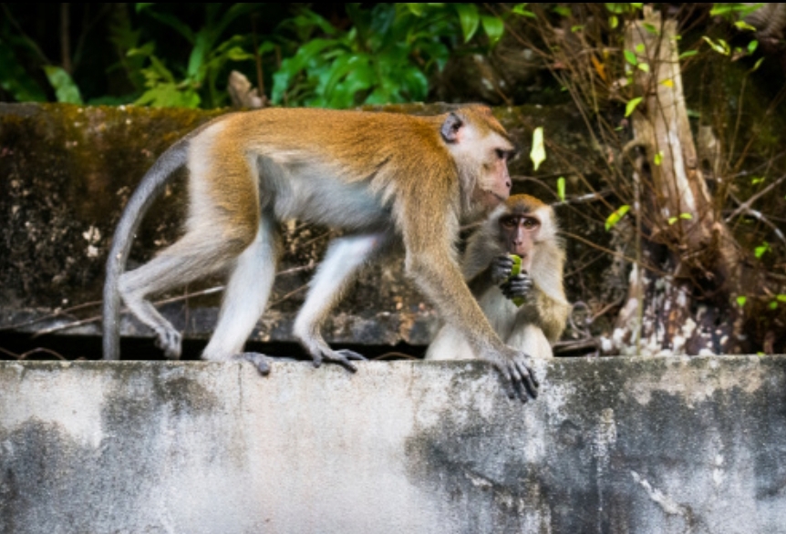 Kera ekor panjang berperan penting dalam menjaga keseimbangan ekosistem hutan melalui penyebaran biji-bijian. (FOTO: IST)