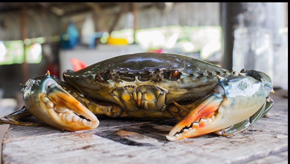 Kepiting bakau bukan hanya ikon kuliner, tapi juga penopang ekosistem mangrove dan sumber ekonomi masyarakat setempat di Balikpapan. (FOTO: IST)