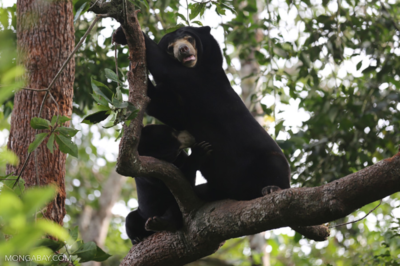 Beruang Madu Kalimantan.