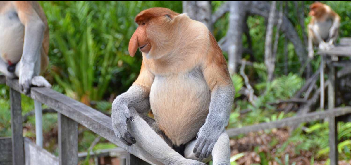Bekantan