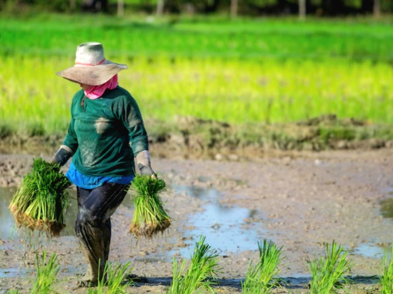 TRIWULAN: Secara triwulanan dan tahunan, NTP Kaltim catat kenaikan. Jadi angin segar untuk petani Kaltim.