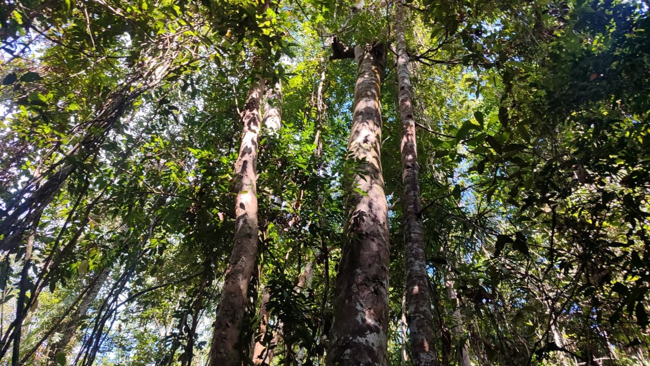 Pohon menjulang tinggi di HLSW.