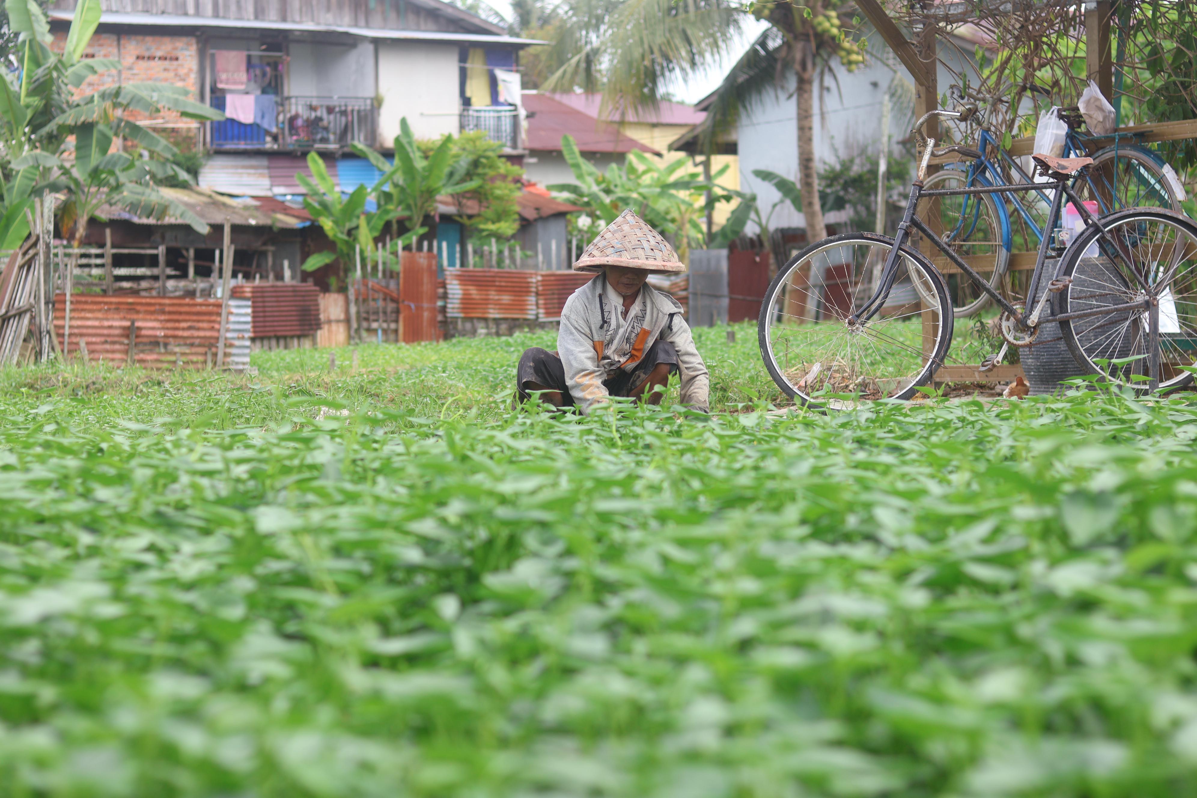 Secara wilayah, Balikpapan sumbang produksi kangkung Kaltim dengan kontribusi 47,42 persen dari total. Produksi 4.312,15 ton dari luas panen 369,68 hektare.